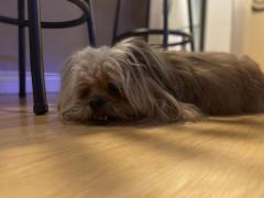 Dog For Rent